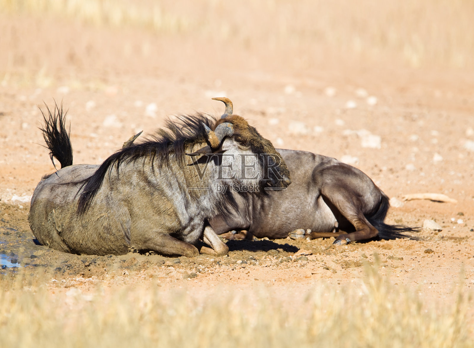 角马尘埃洗澡照片摄影图片