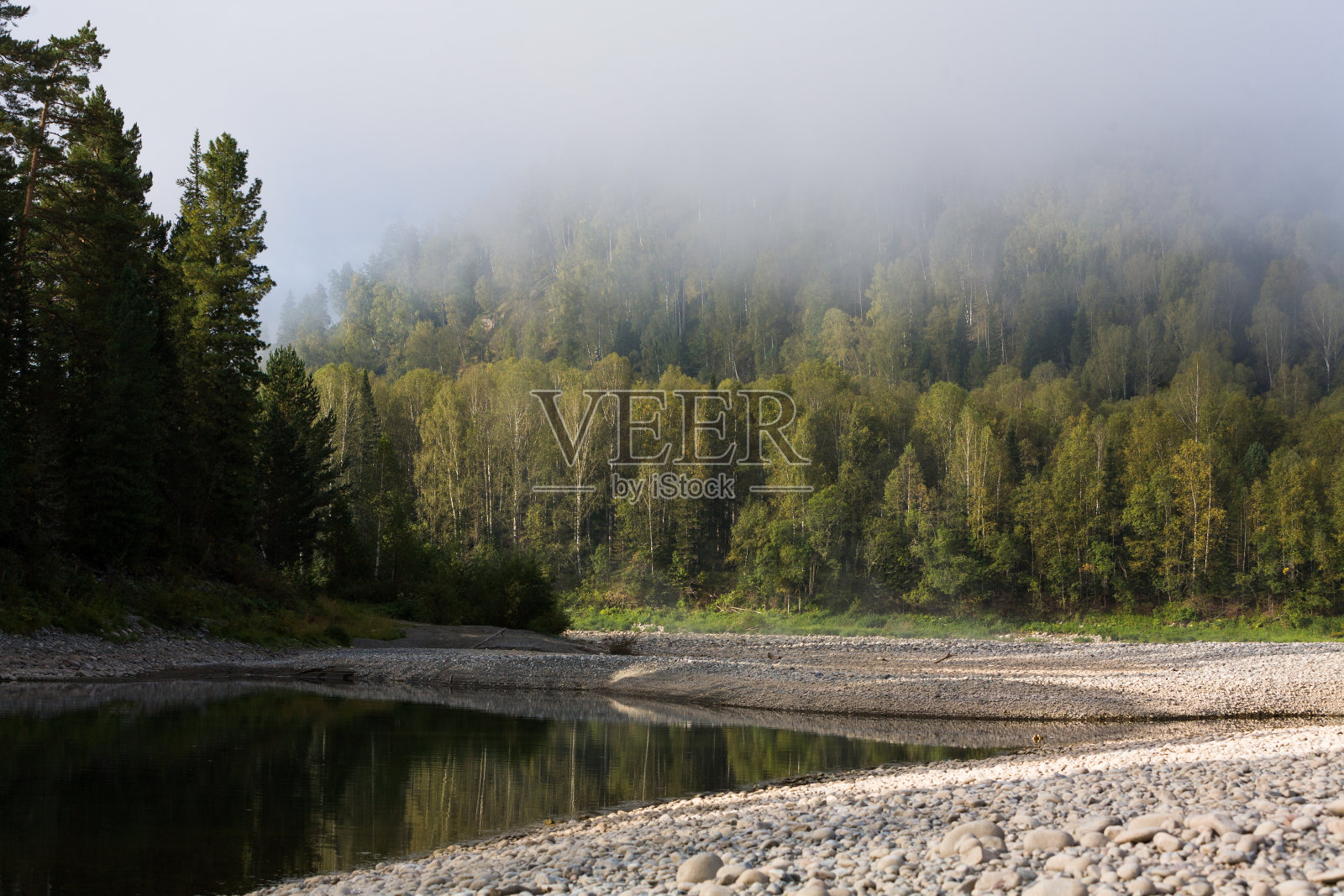 夏天山河。阿尔泰河比亚照片摄影图片