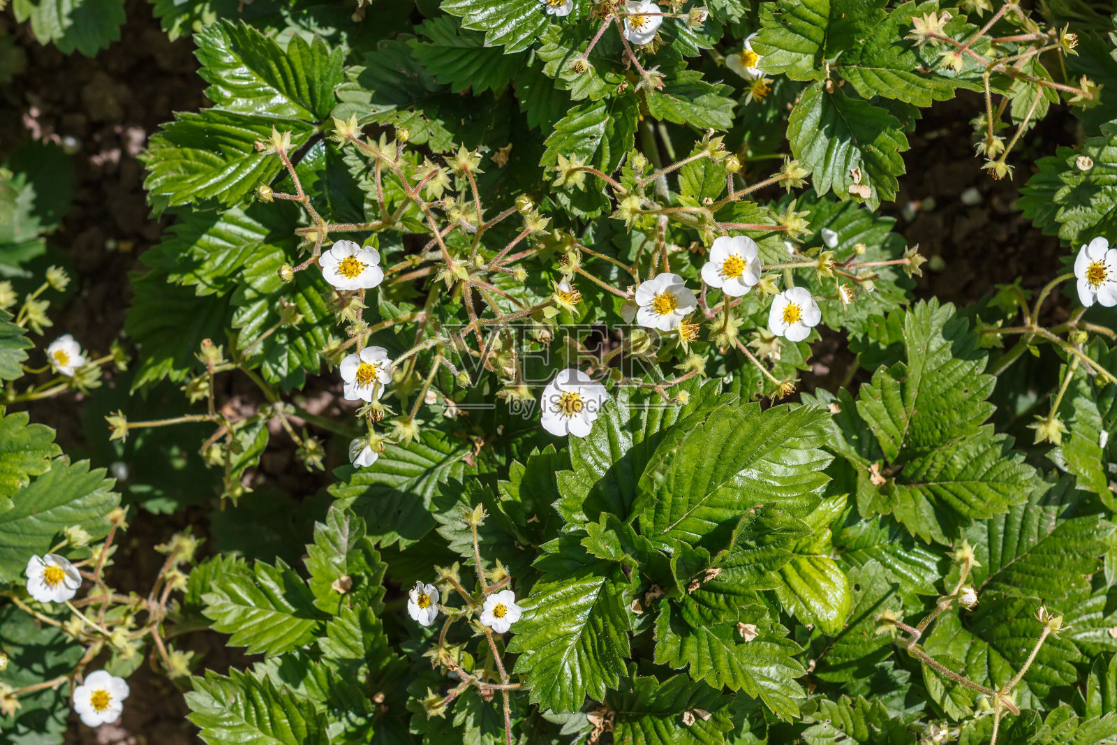 盛开的草莓灌木丛照片摄影图片