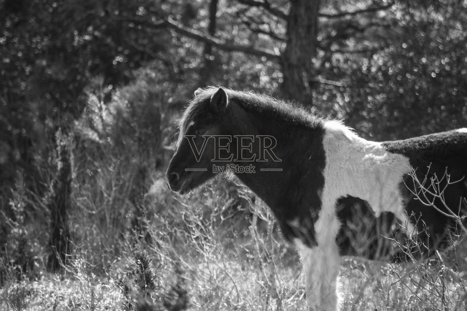 提格照片摄影图片