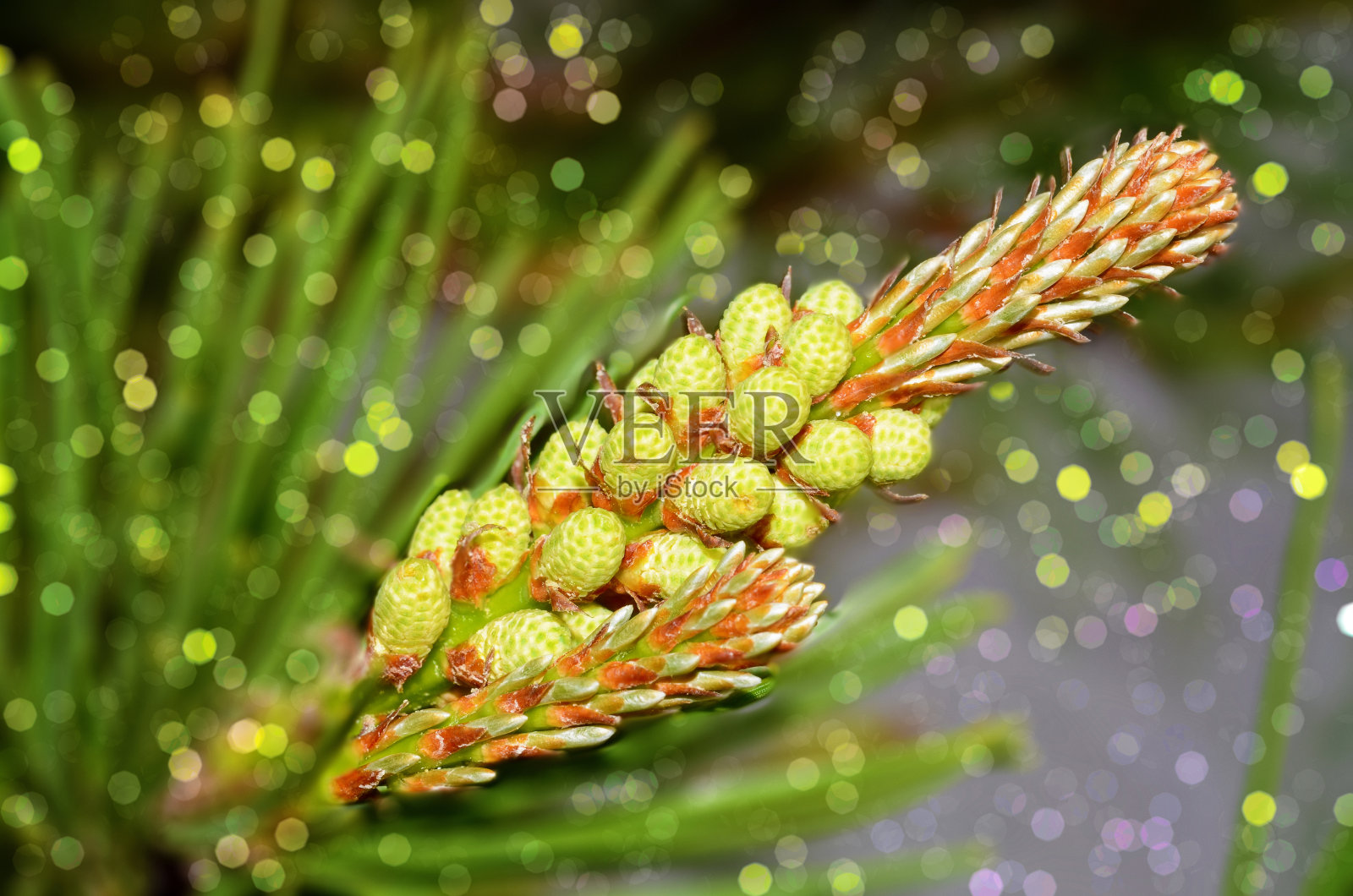 喜马拉雅松树近距离细节照片摄影图片
