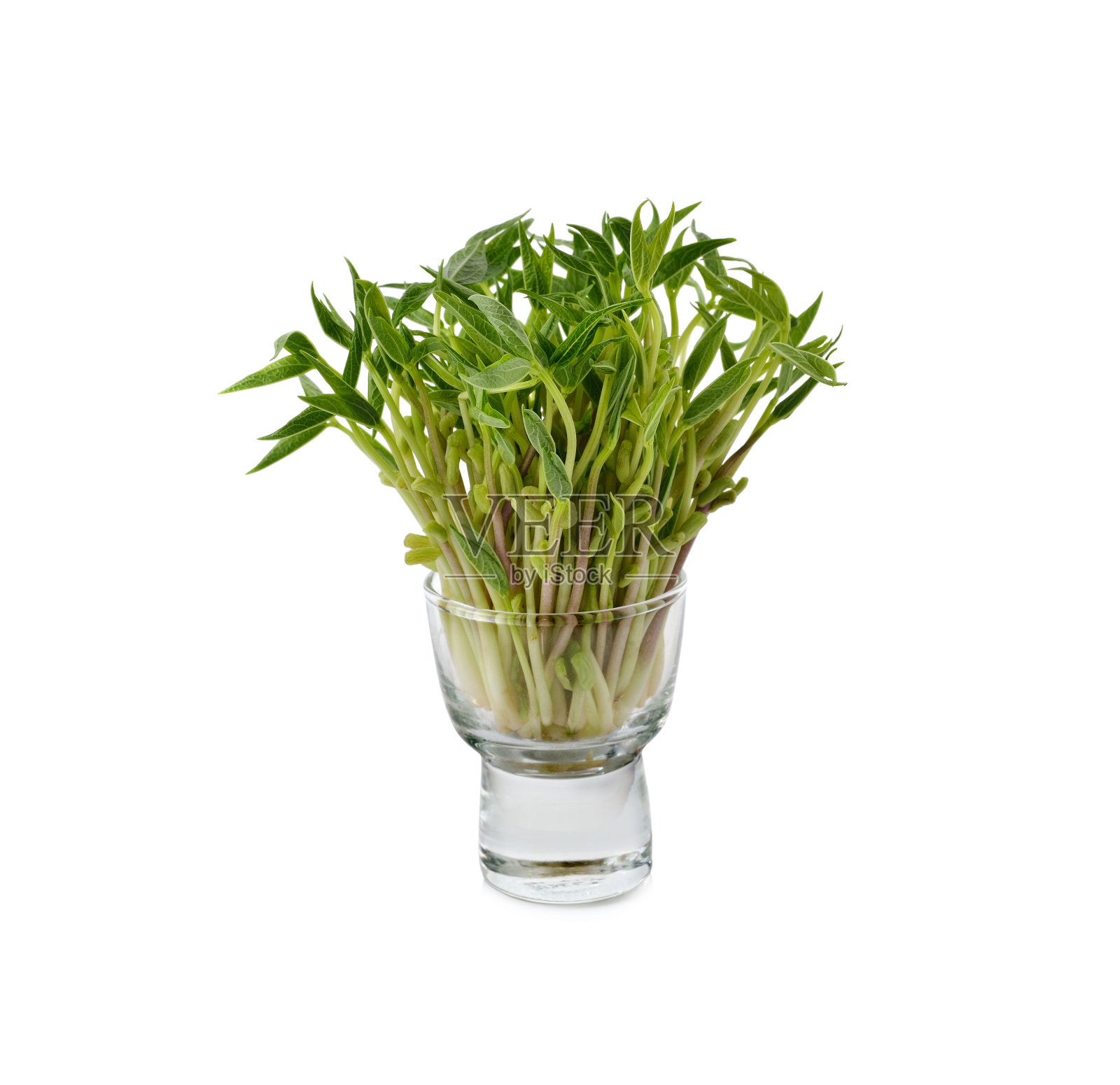 玻璃中的绿豆芽，白色背景照片摄影图片