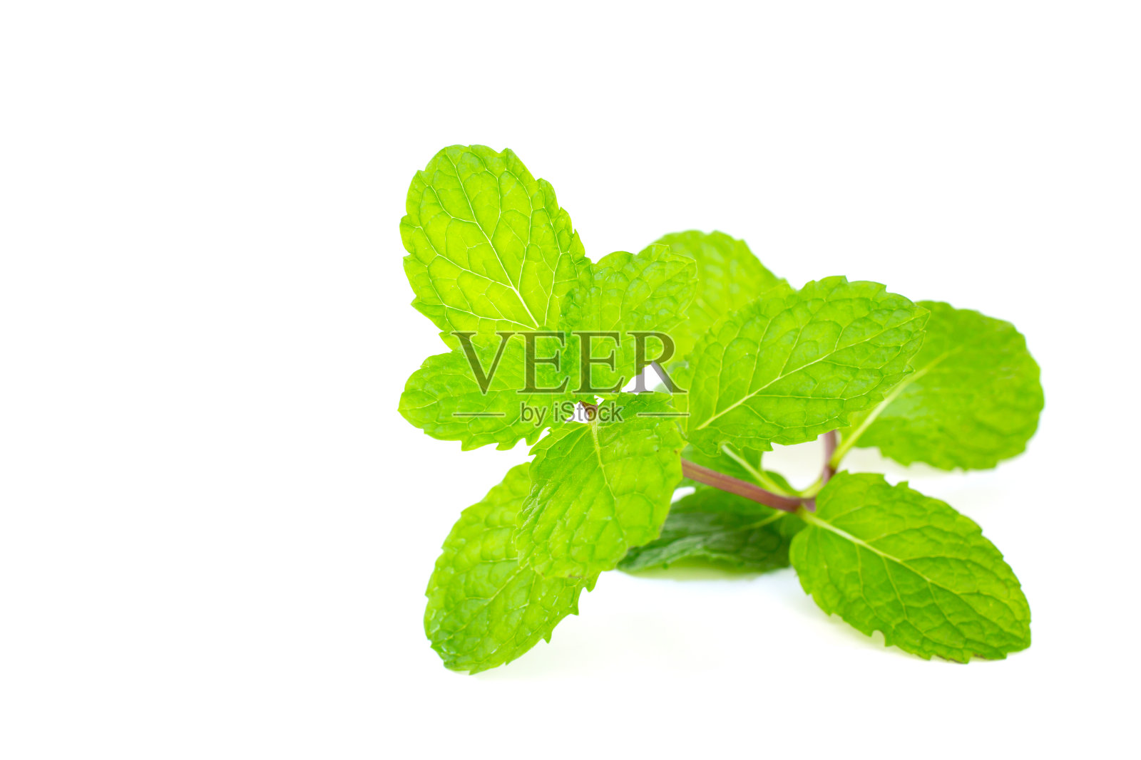 新鲜的薄荷照片摄影图片