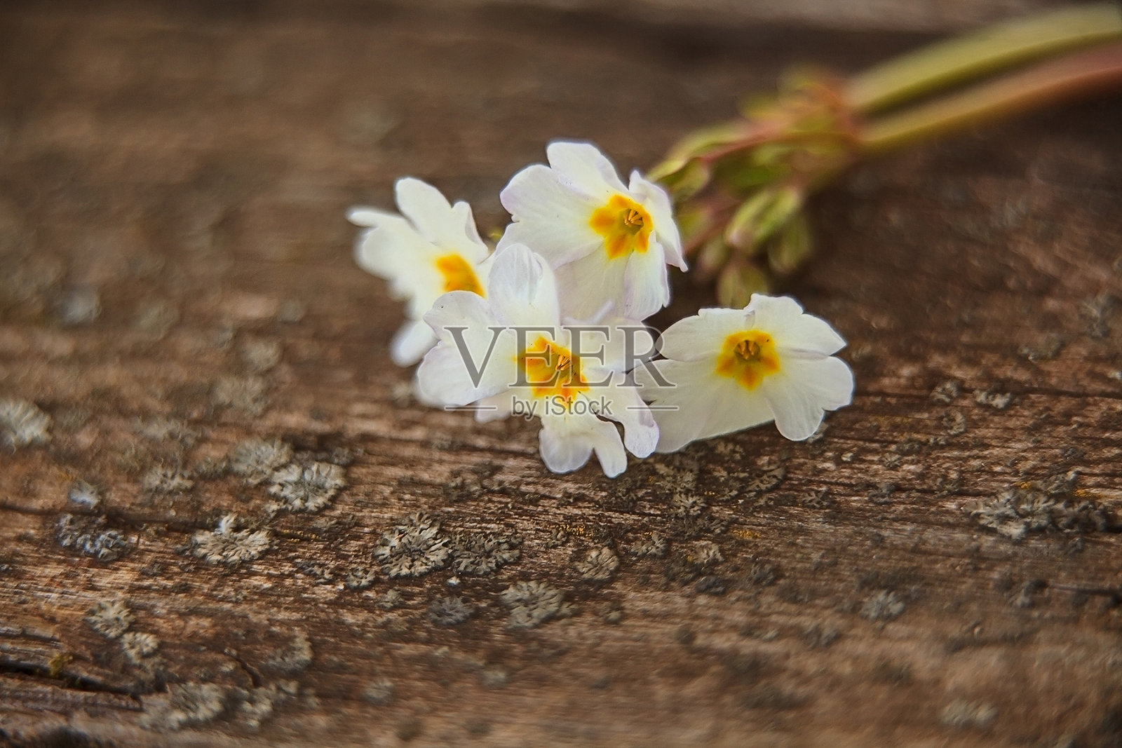 温和的背景在复古风格照片摄影图片