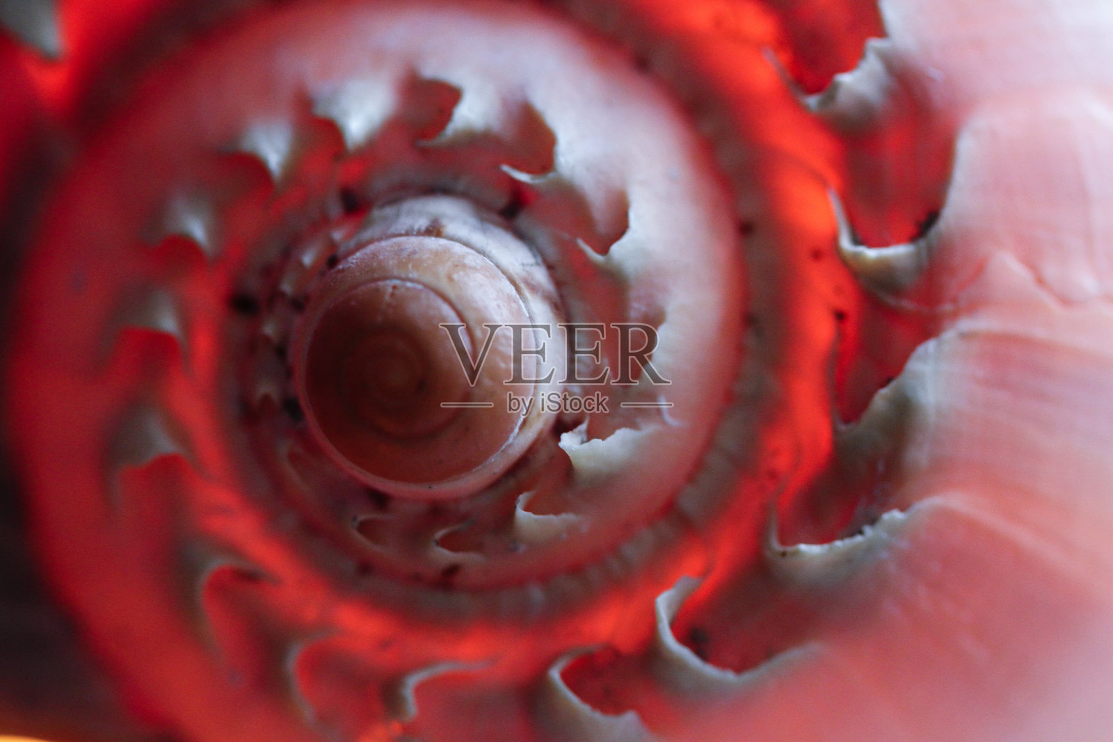 螺蛳壳宏背景照片摄影图片