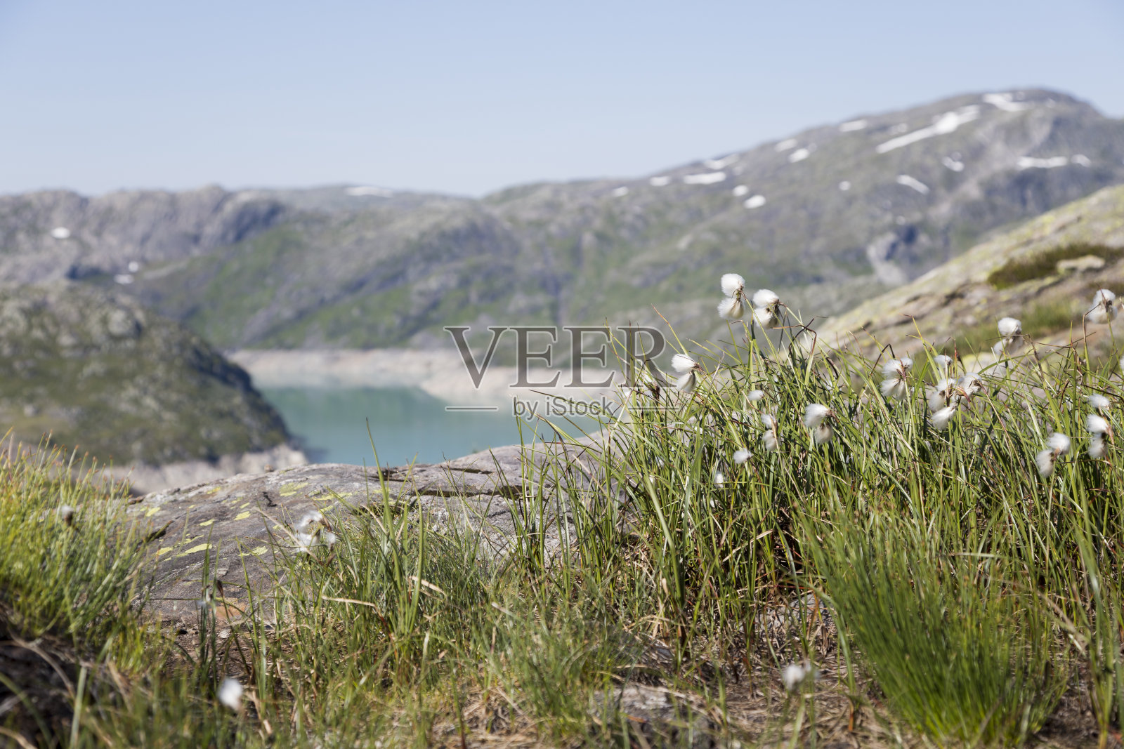 普通棉草(Folgefonna国家公园，Hordaland，挪威)照片摄影图片