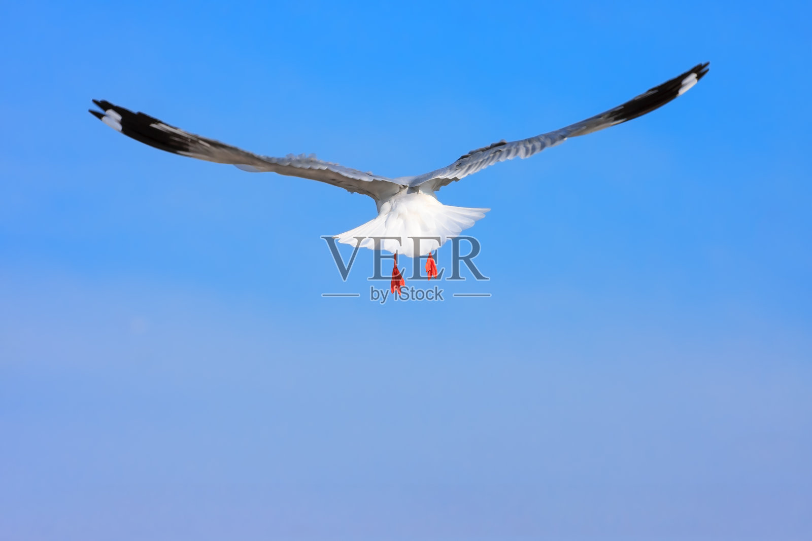 鸟儿在天空飞翔。照片摄影图片