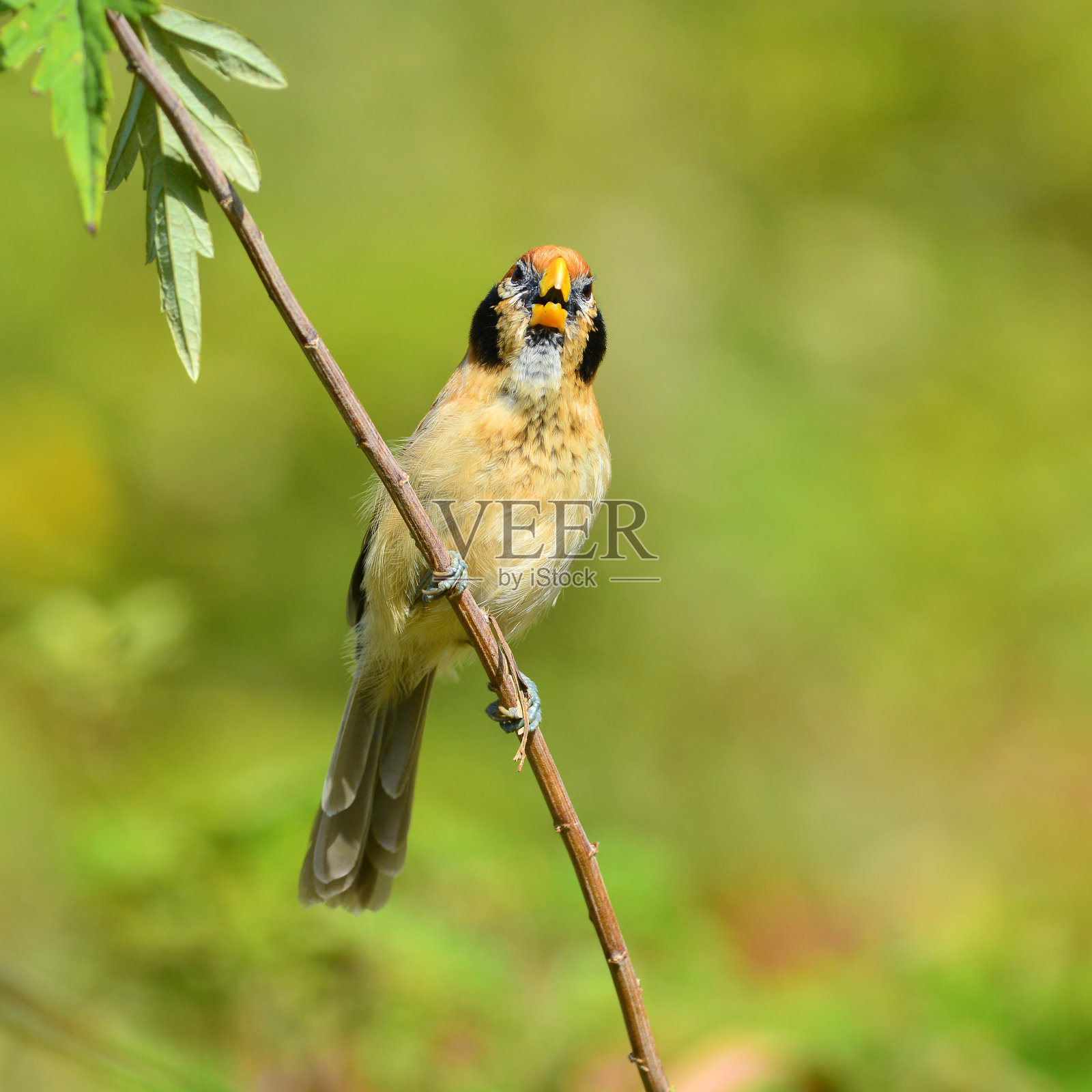 Spot-breasted Parrotbill鸟照片摄影图片