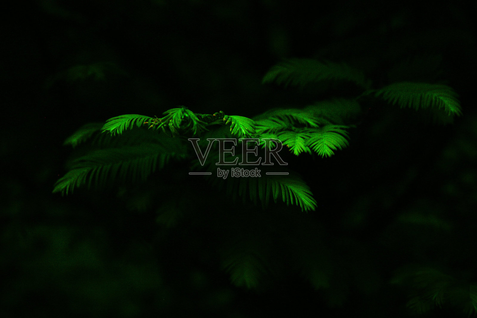 松针照片摄影图片