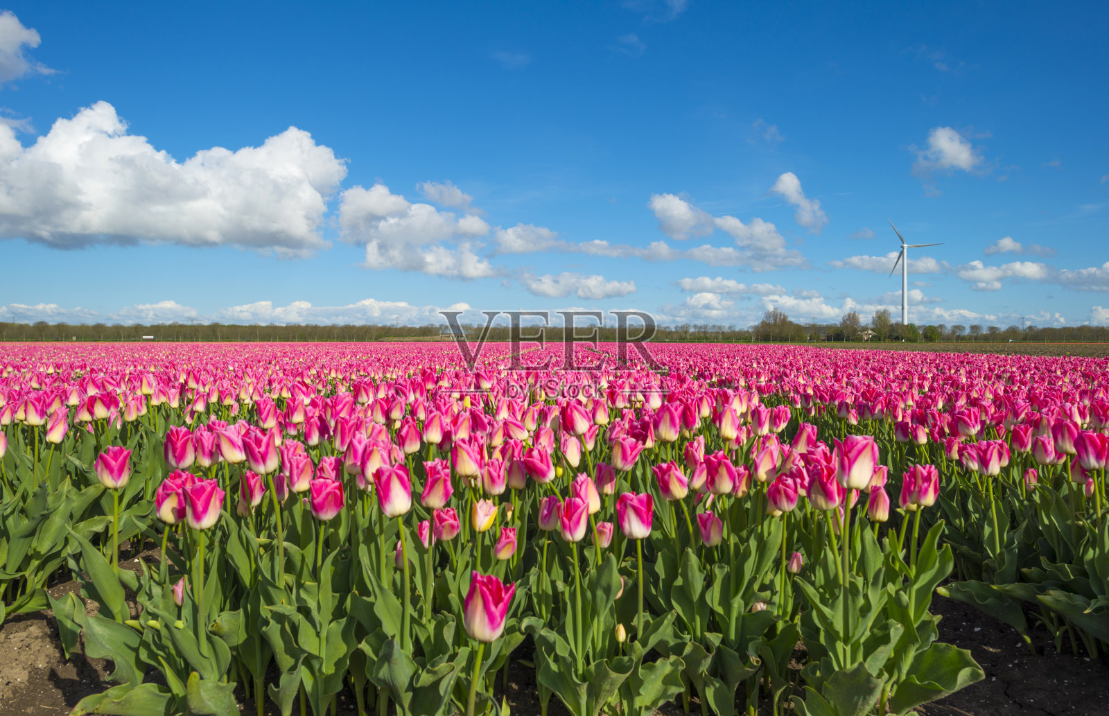 蓝色多云的天空下田野上的郁金香照片摄影图片