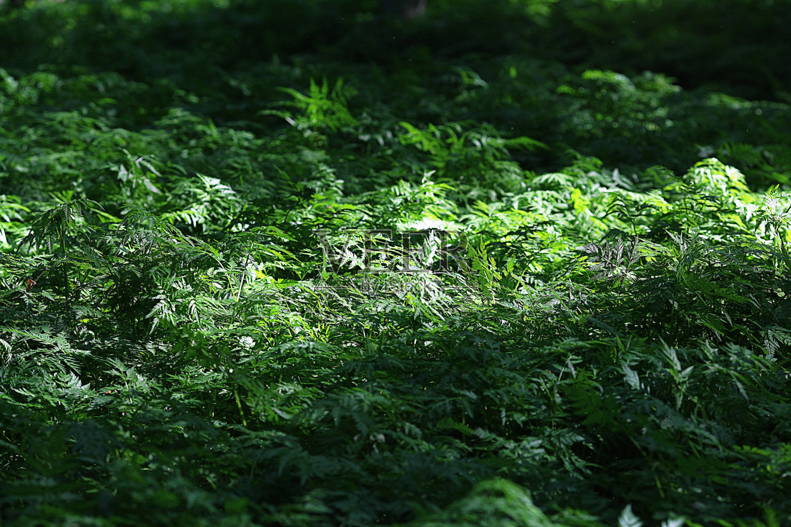 绿草的背景照片摄影图片