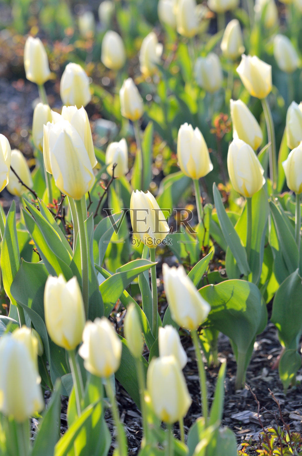 黄色郁金香花的花坛照片摄影图片