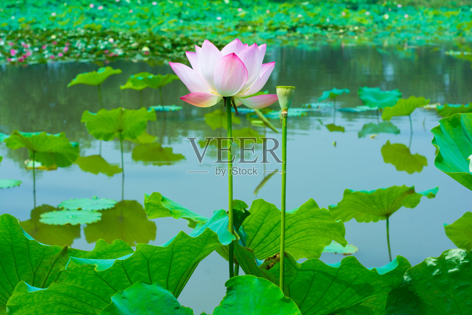漂亮的花。夏天的颜色。照片摄影图片