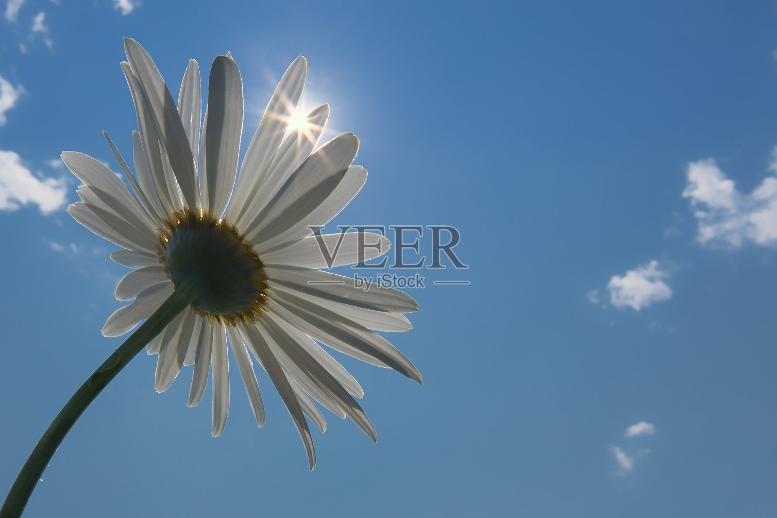 太阳花瓣照片摄影图片