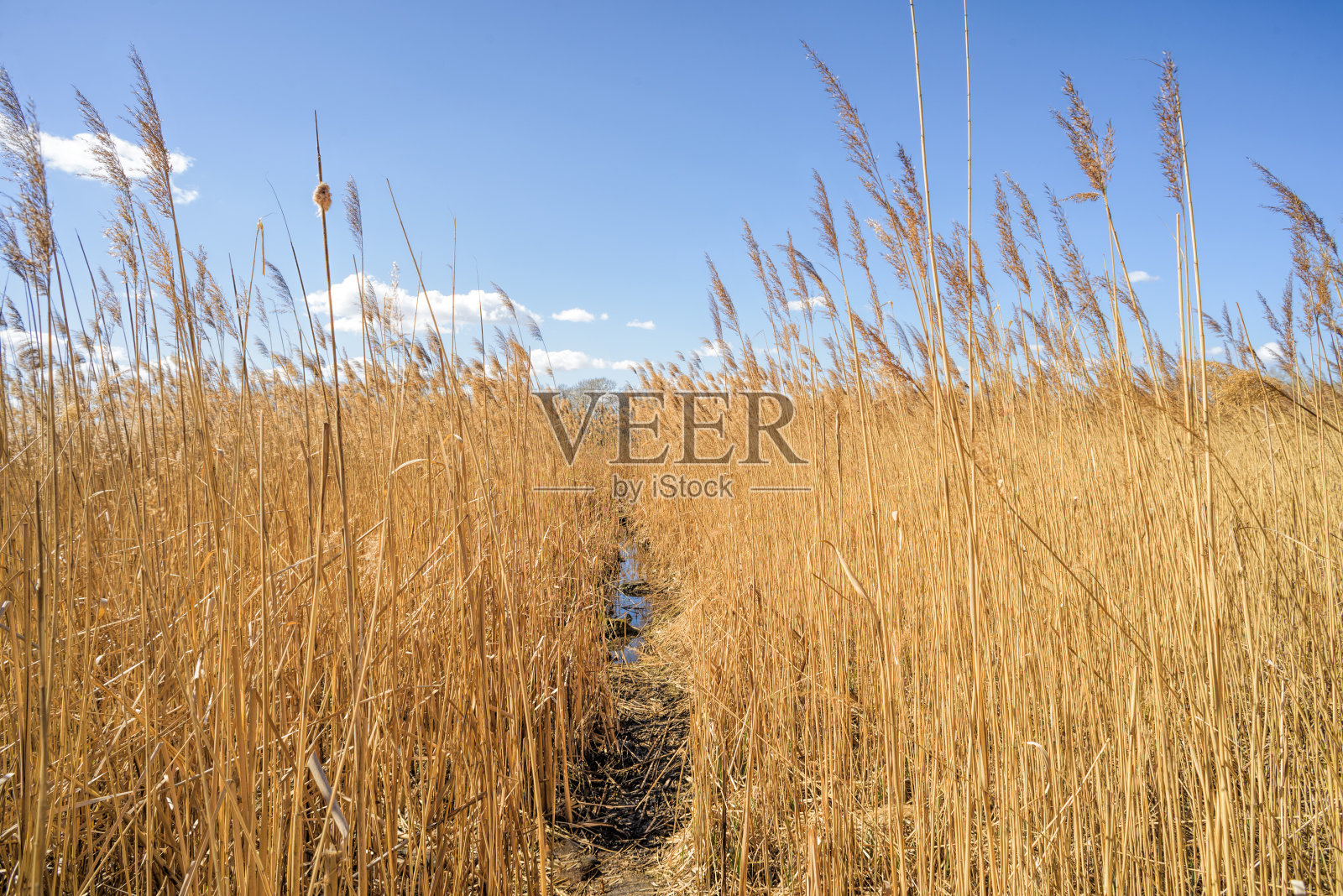 穿过芦苇的小路照片摄影图片