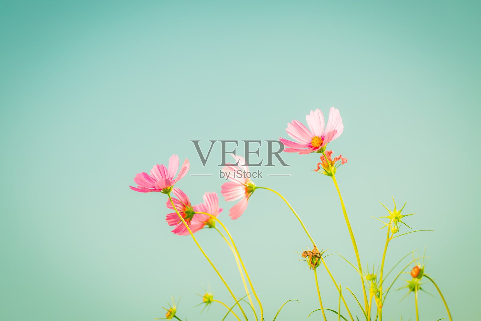 花园中的宇宙花照片摄影图片