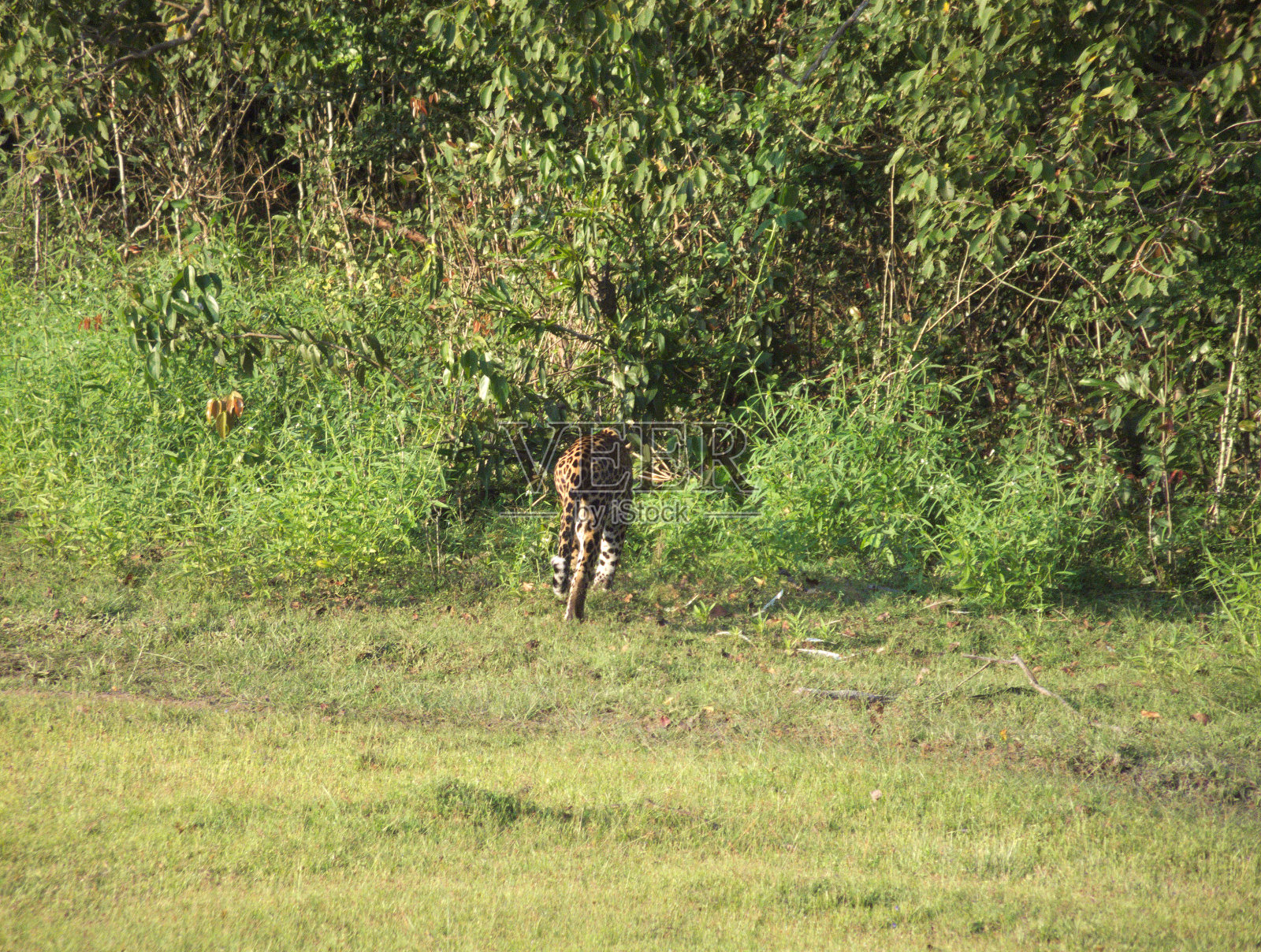 豹子进入丛林照片摄影图片