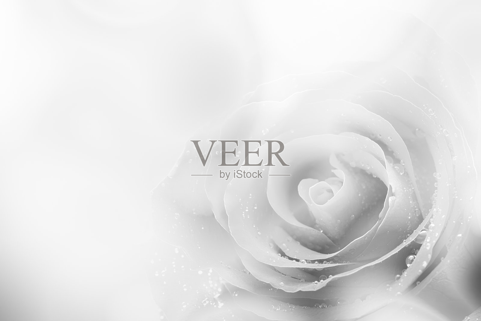 黑色和白色的玫瑰照片摄影图片