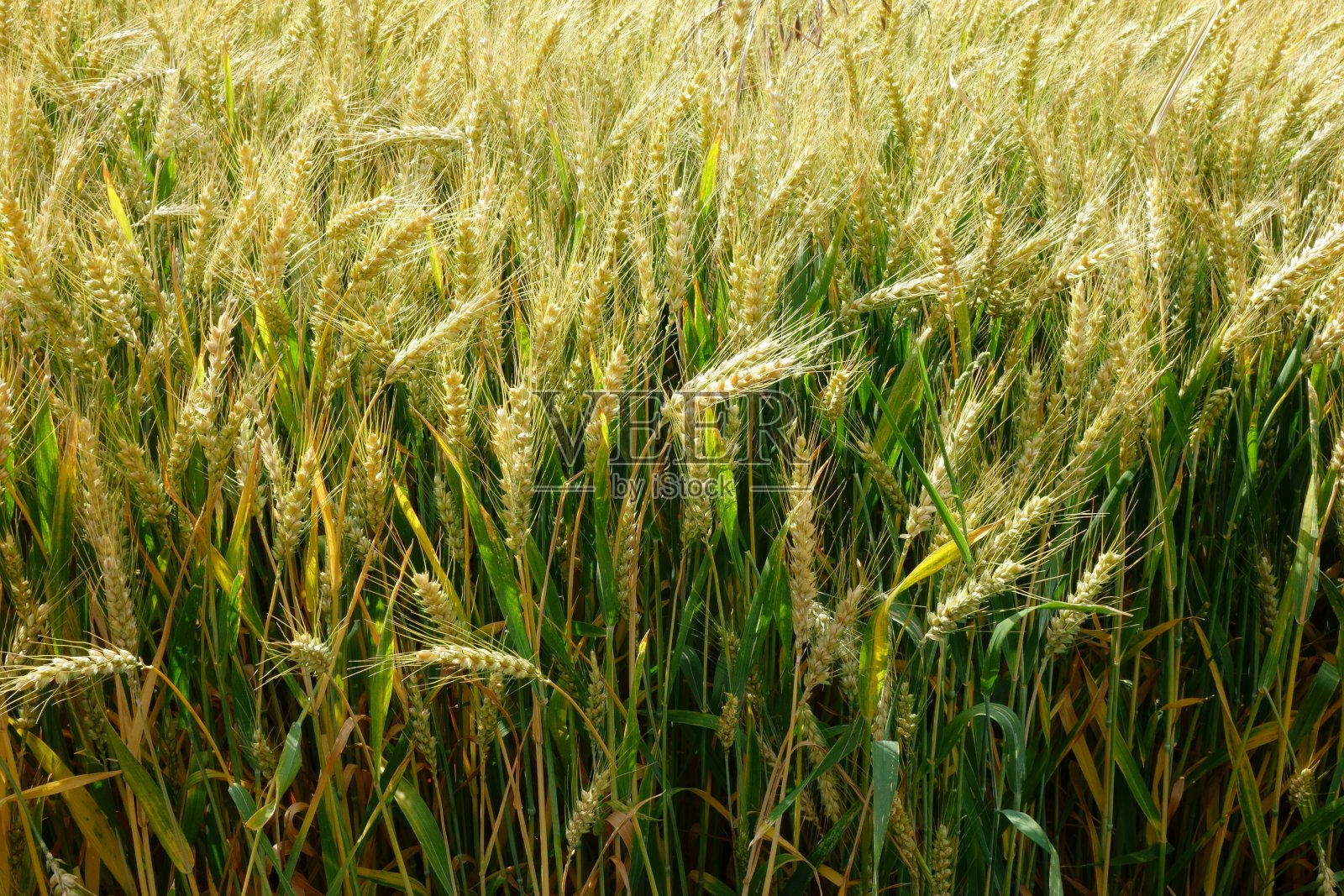 小麦照片摄影图片