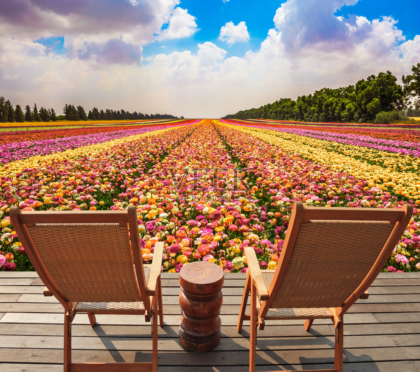 一对木制日光浴躺椅照片摄影图片