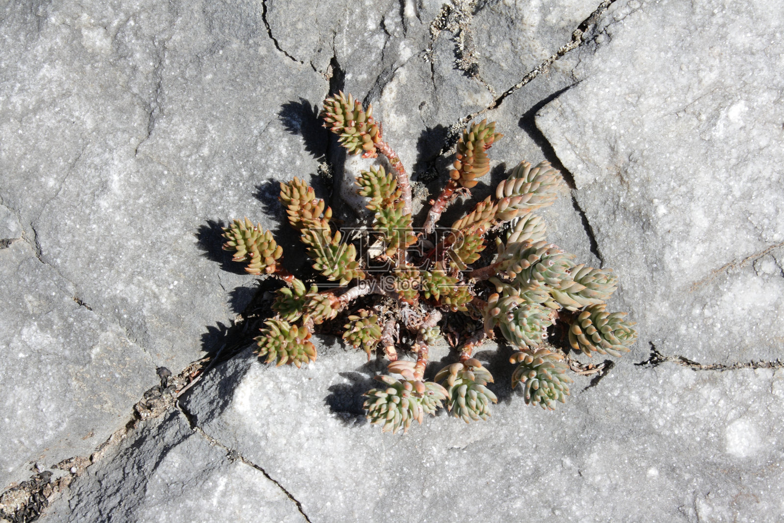 景天照片摄影图片