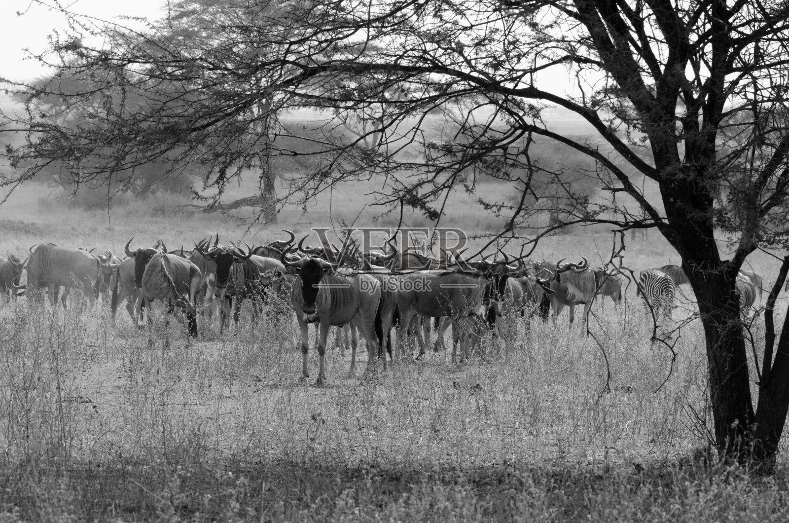 黑白角马照片摄影图片