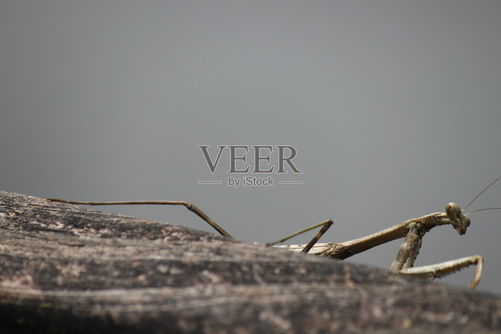 手杖昆虫照片摄影图片