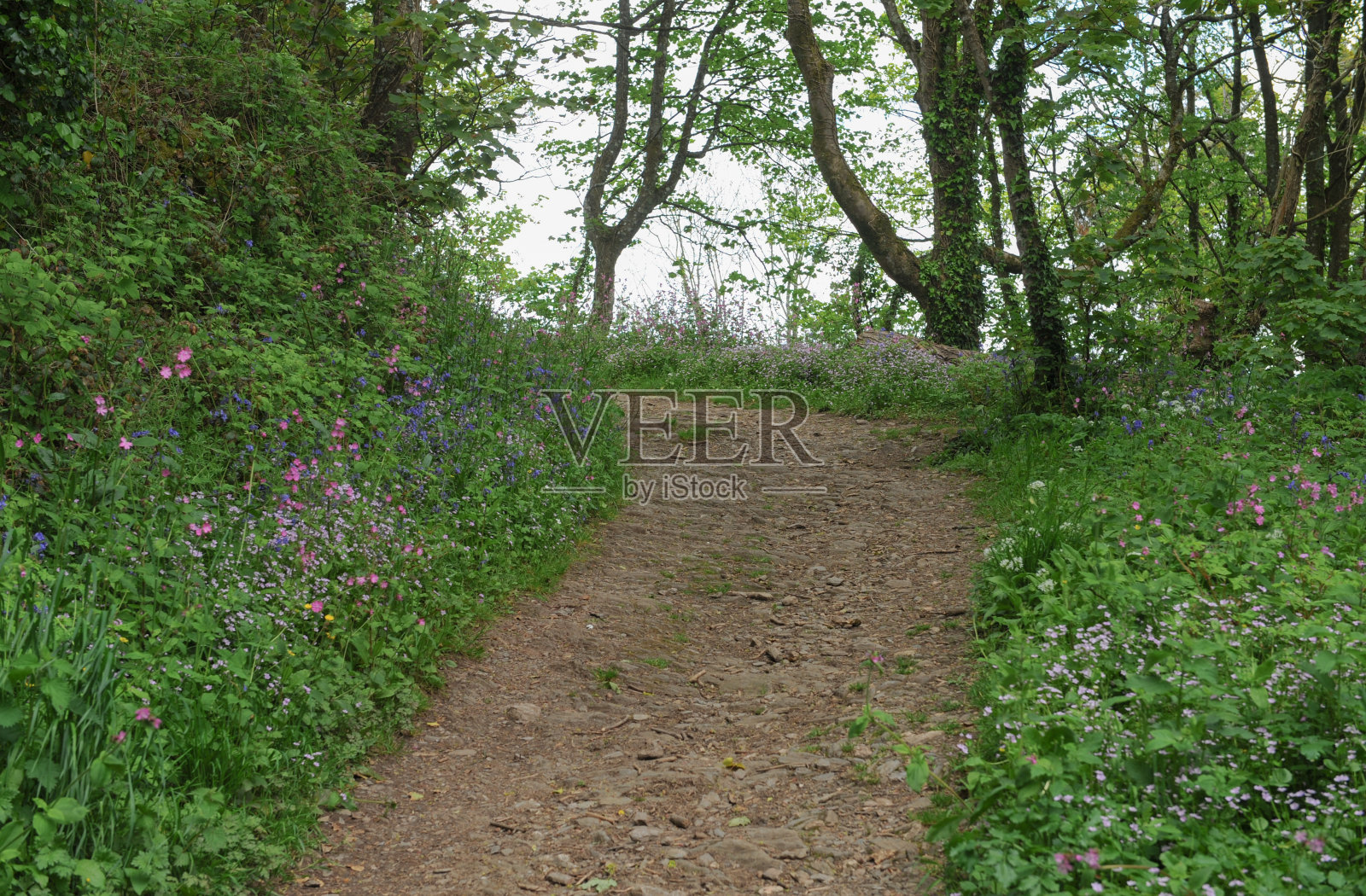 西南海岸路径，南德文郡，英格兰，英国照片摄影图片