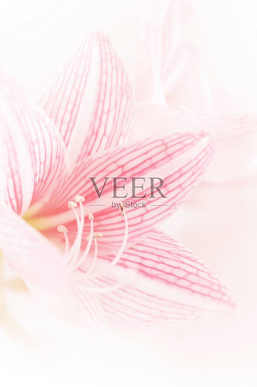 粉红色的百合花在复古的颜色背景照片摄影图片