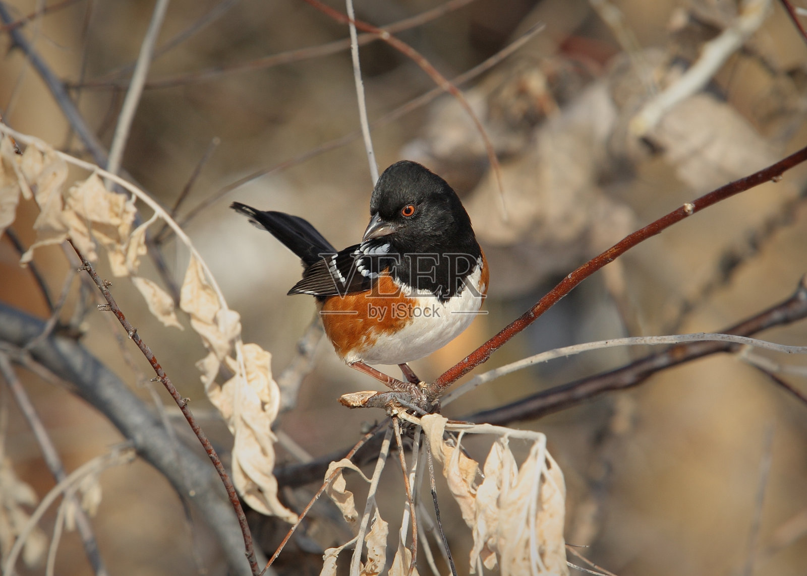 树上有只鸟照片摄影图片