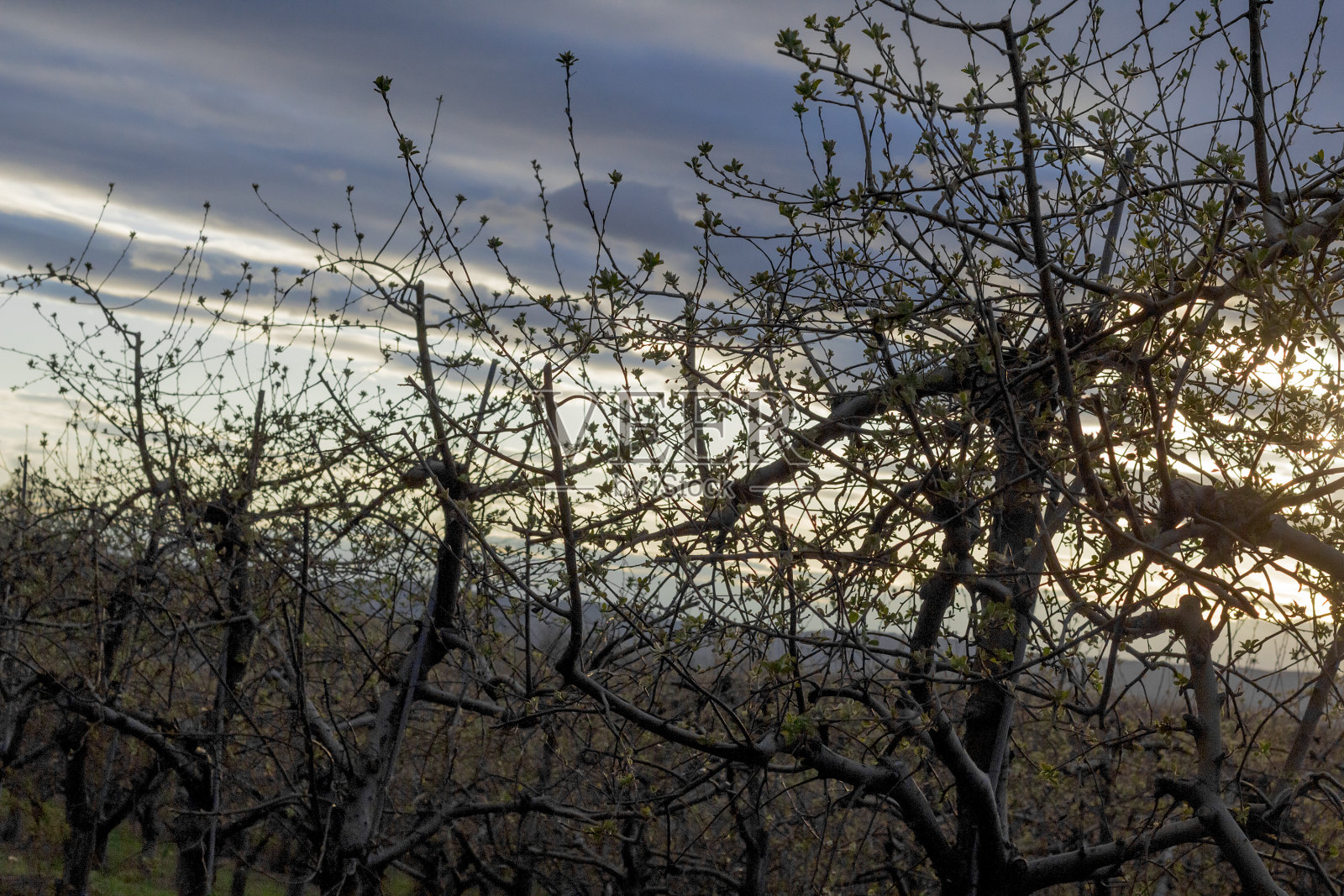 苹果园黄昏照片摄影图片