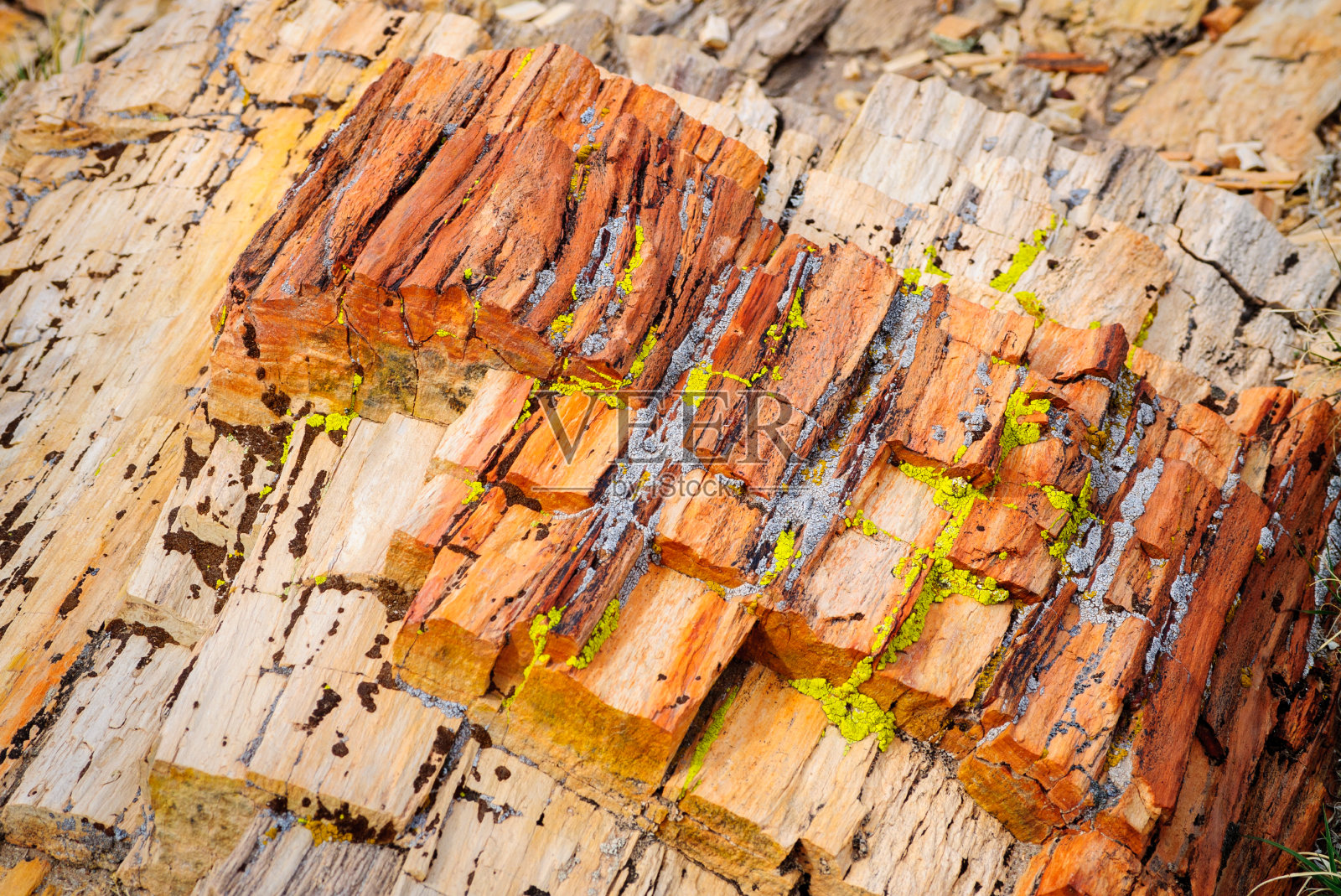 石化森林国家公园照片摄影图片