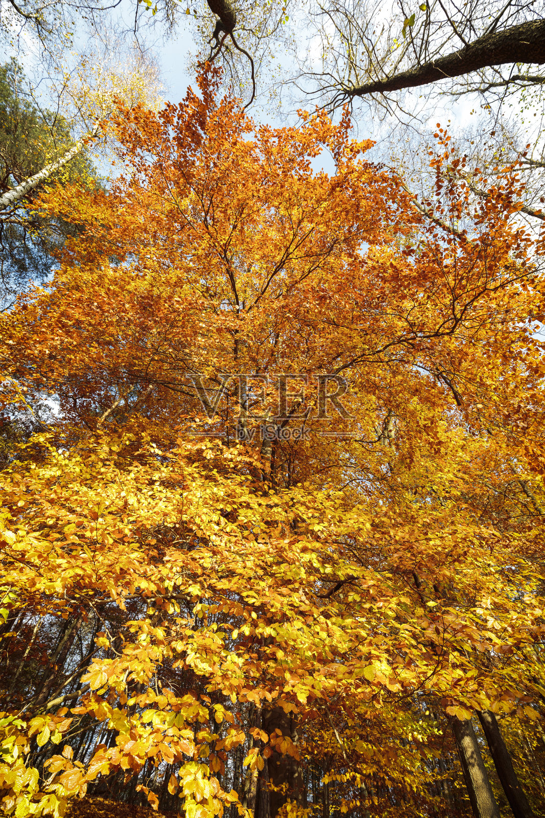 山毛榉树在秋天与蓝天照片摄影图片