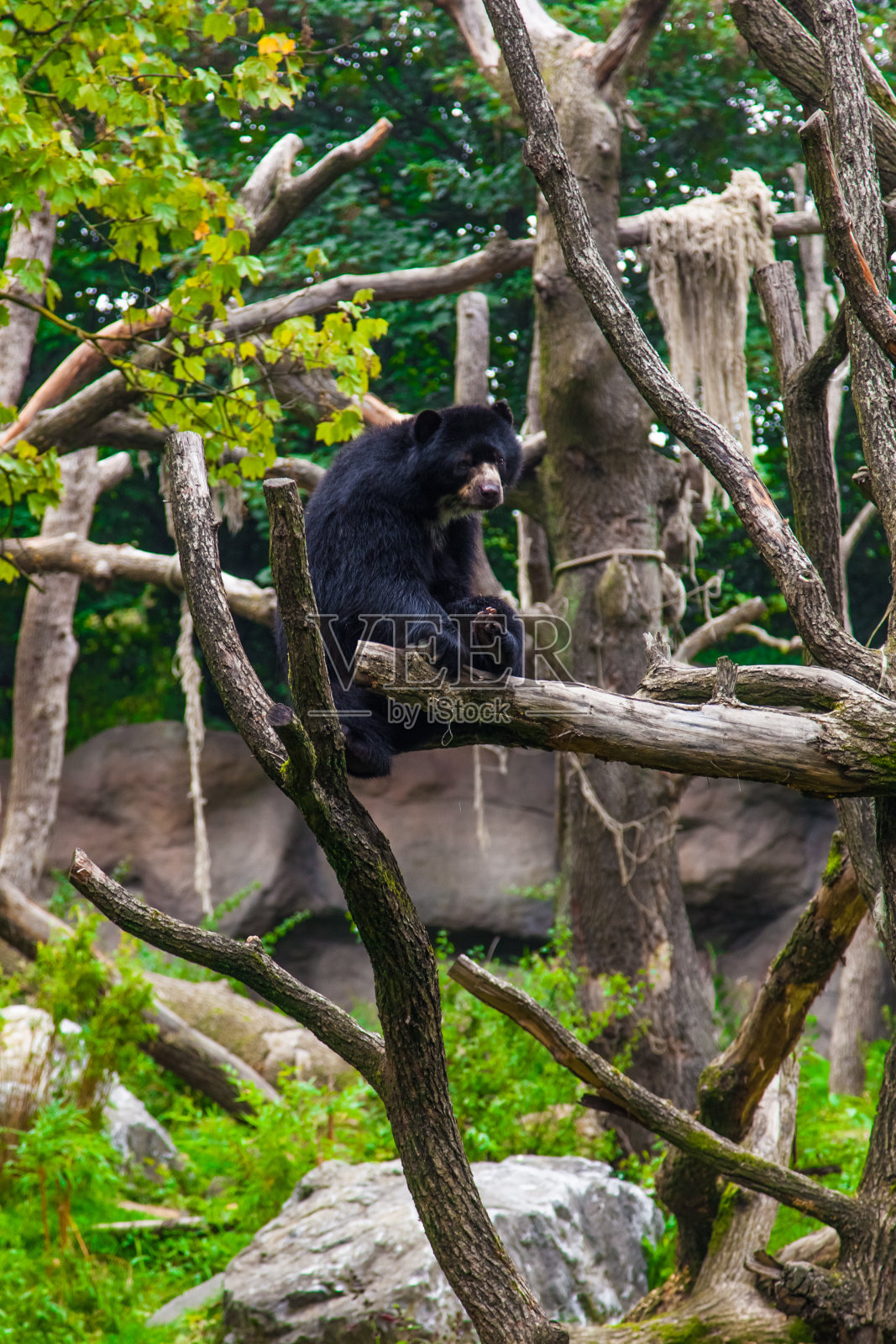 黑熊照片摄影图片