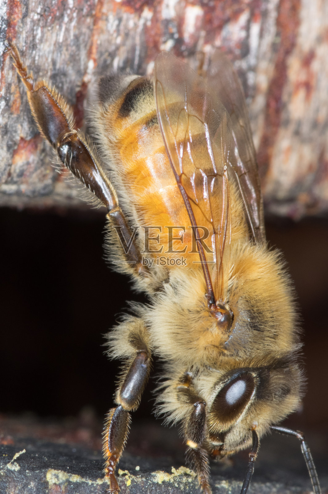 蜜蜂照片摄影图片