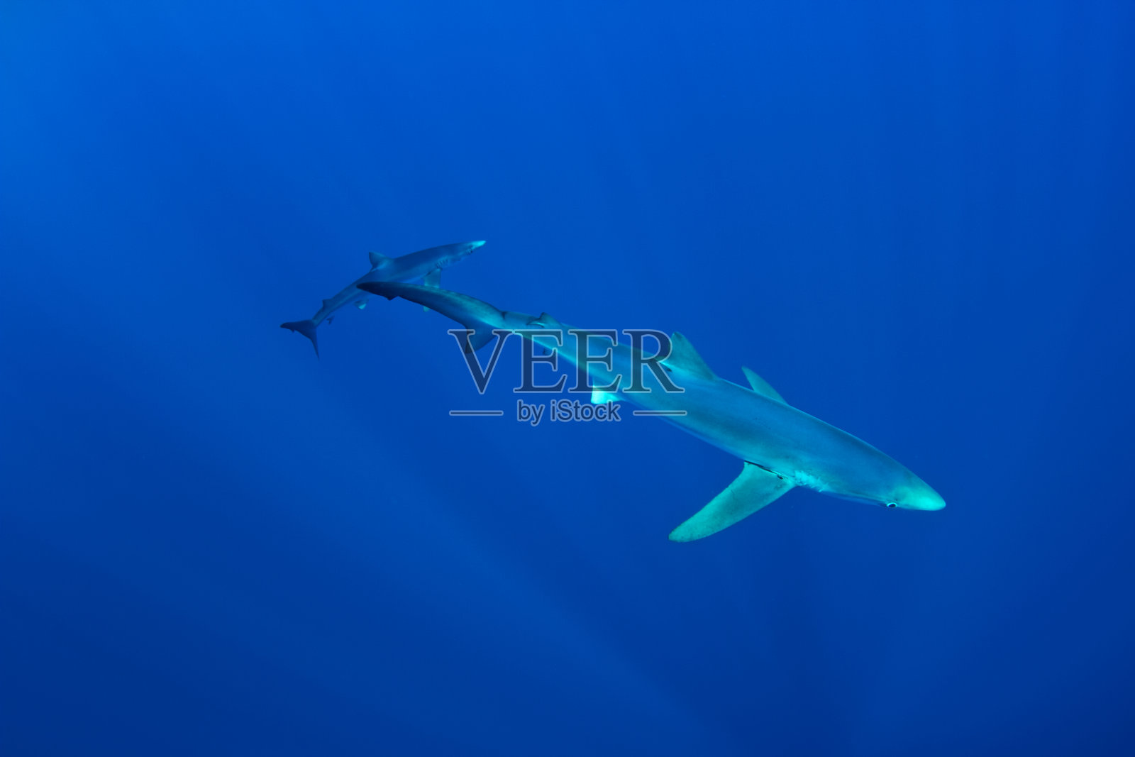 蓝鲨-蓝requin照片摄影图片
