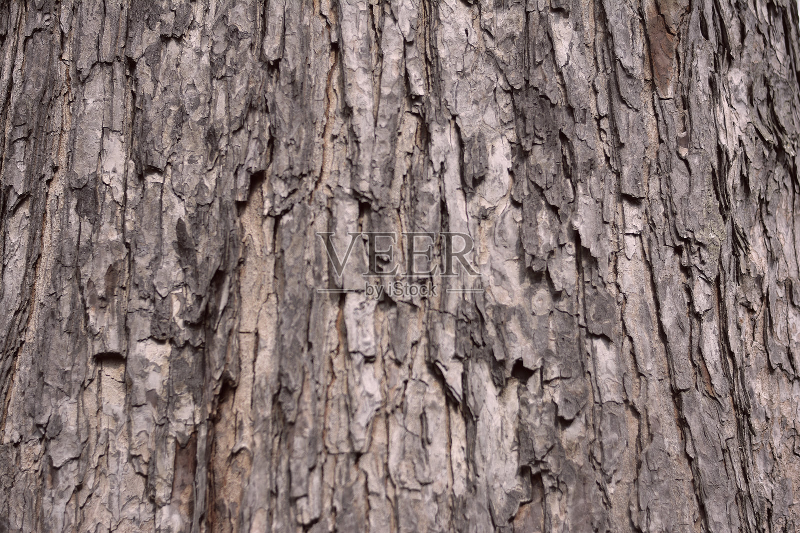 松树皮照片摄影图片