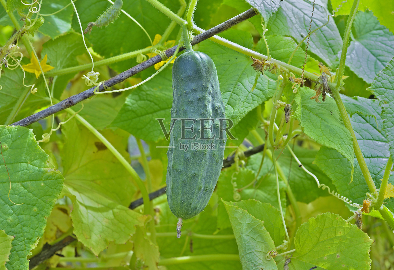 黄瓜照片摄影图片