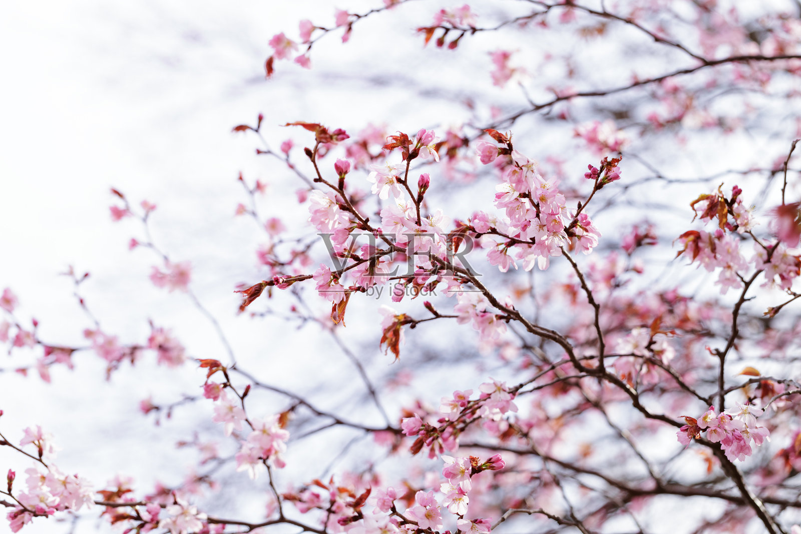 樱花盛开照片摄影图片