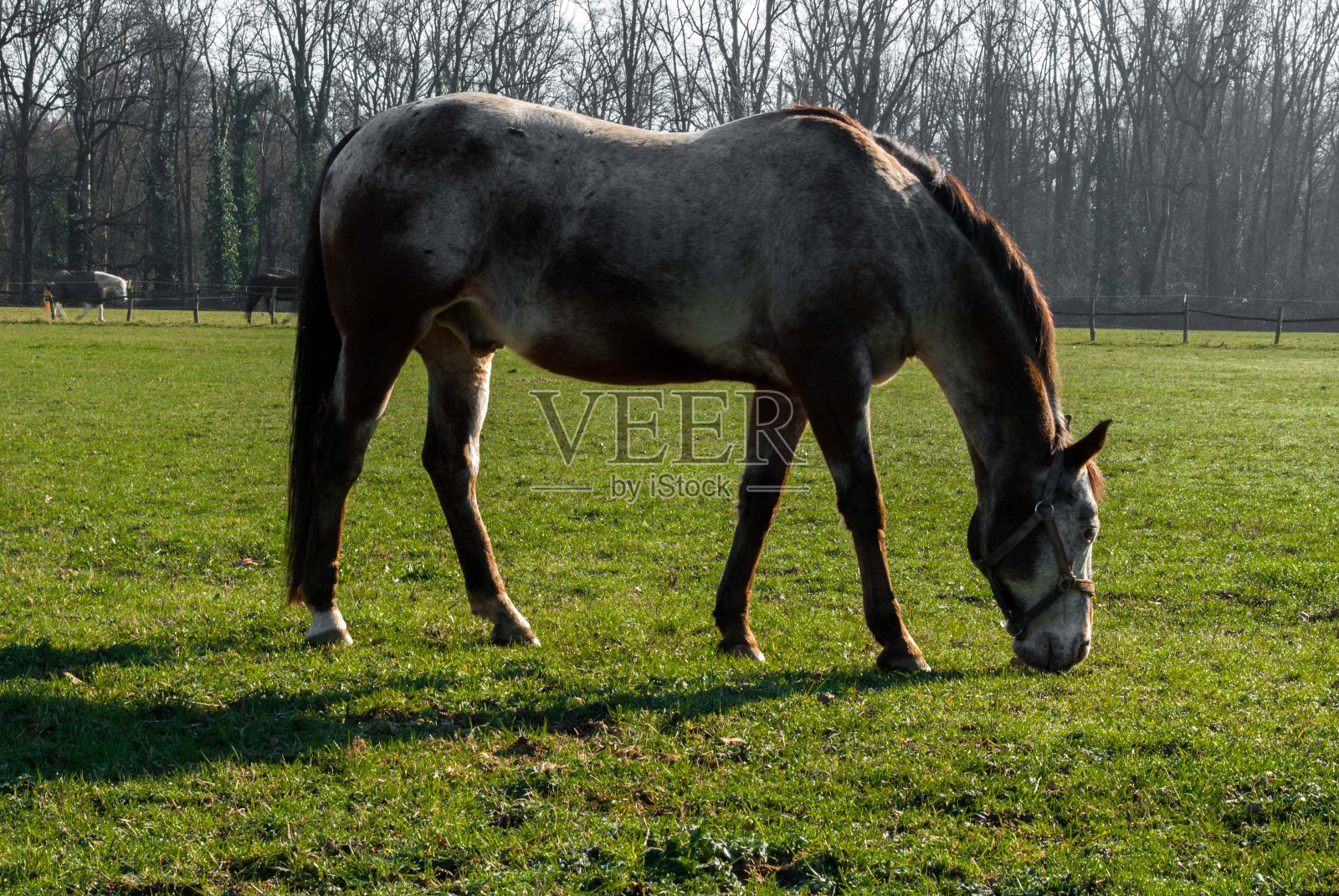 马照片摄影图片