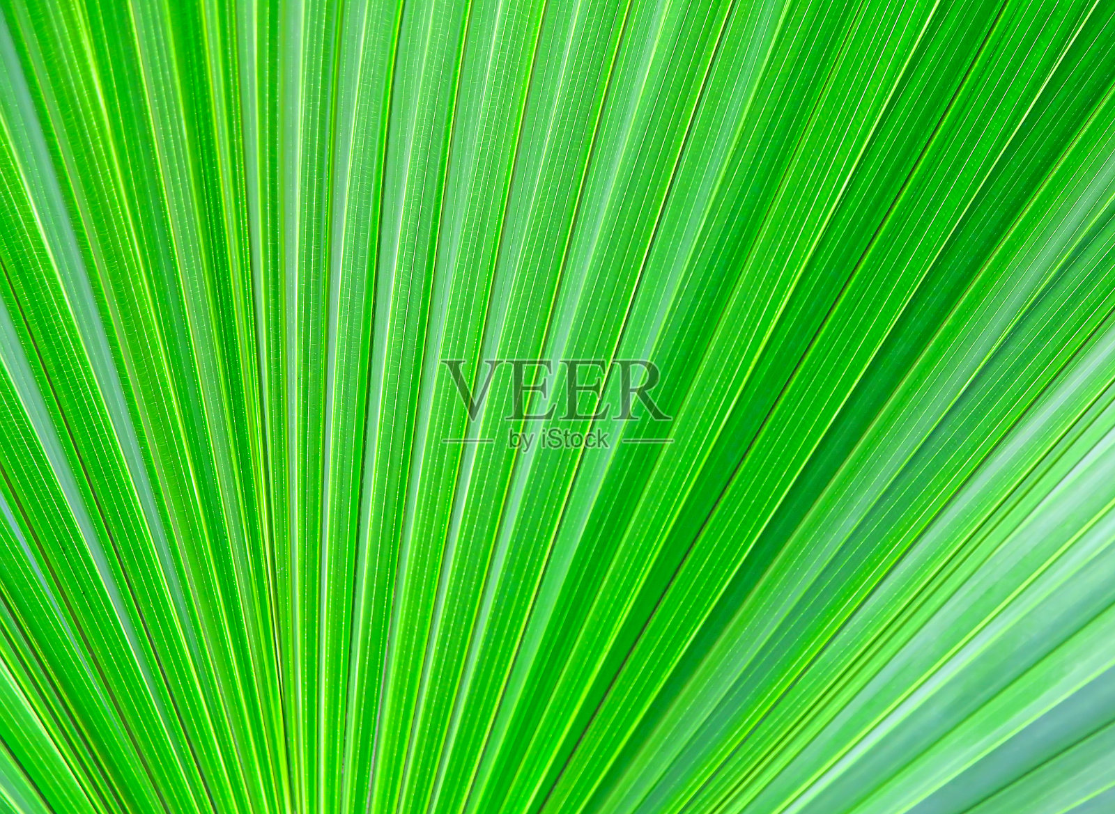 绿叶背景纹理照片摄影图片