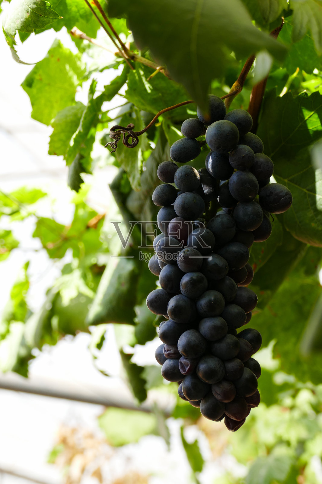 农场里的紫葡萄照片摄影图片