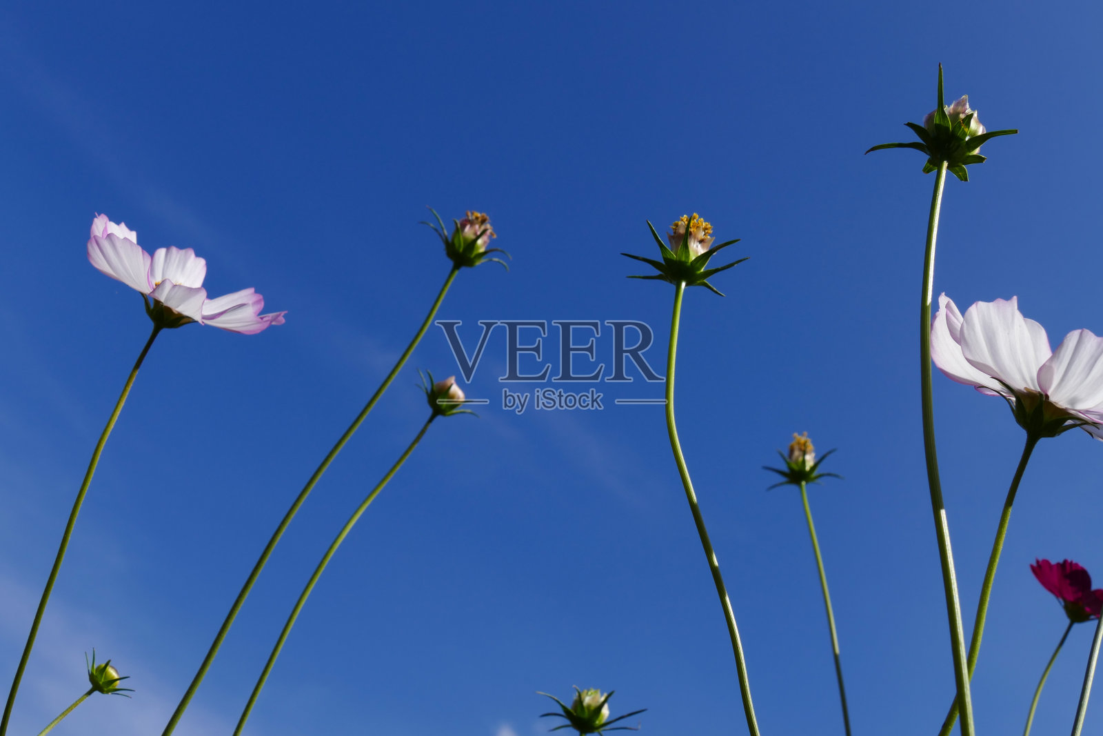 蓝天下的宇宙花草地照片摄影图片