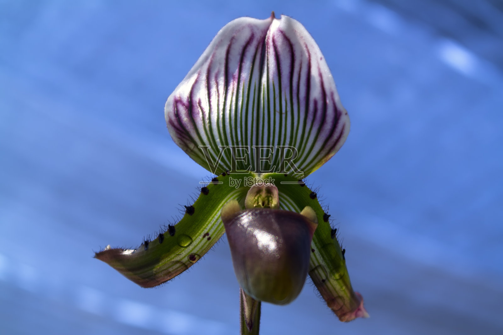 蓝色背景上的兰花。照片摄影图片