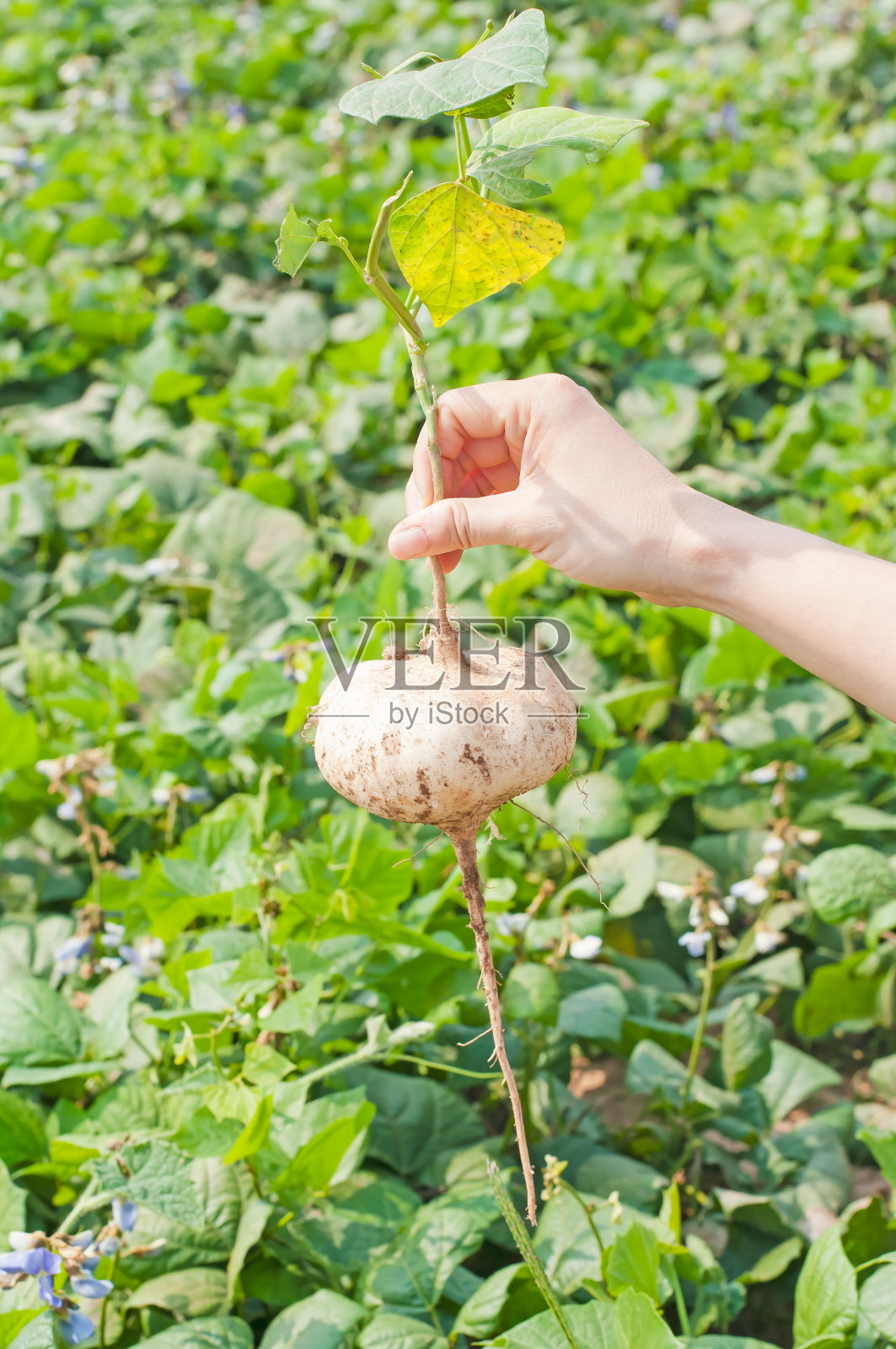 豆薯照片摄影图片