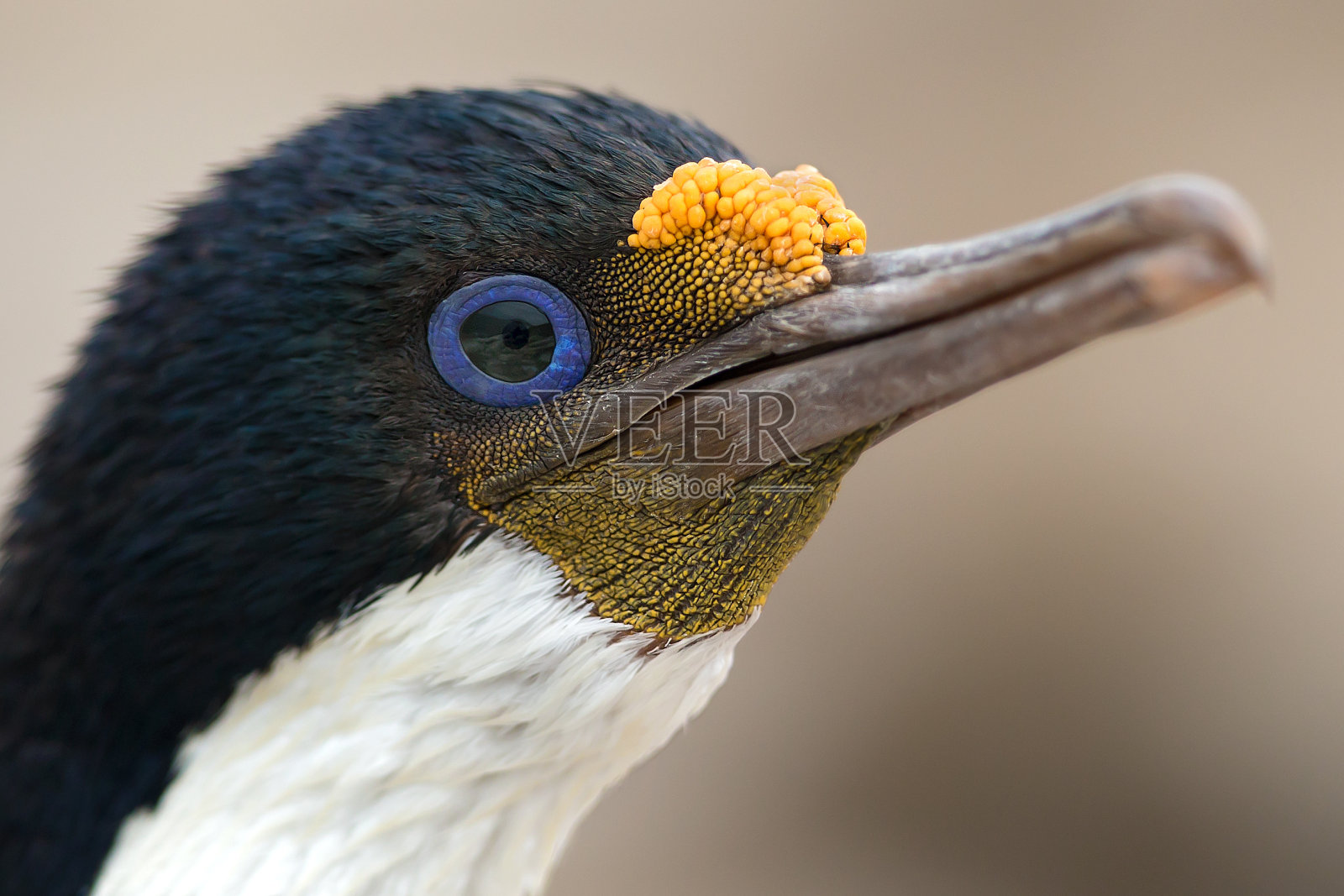 帝国鸬鹚的特写照片摄影图片