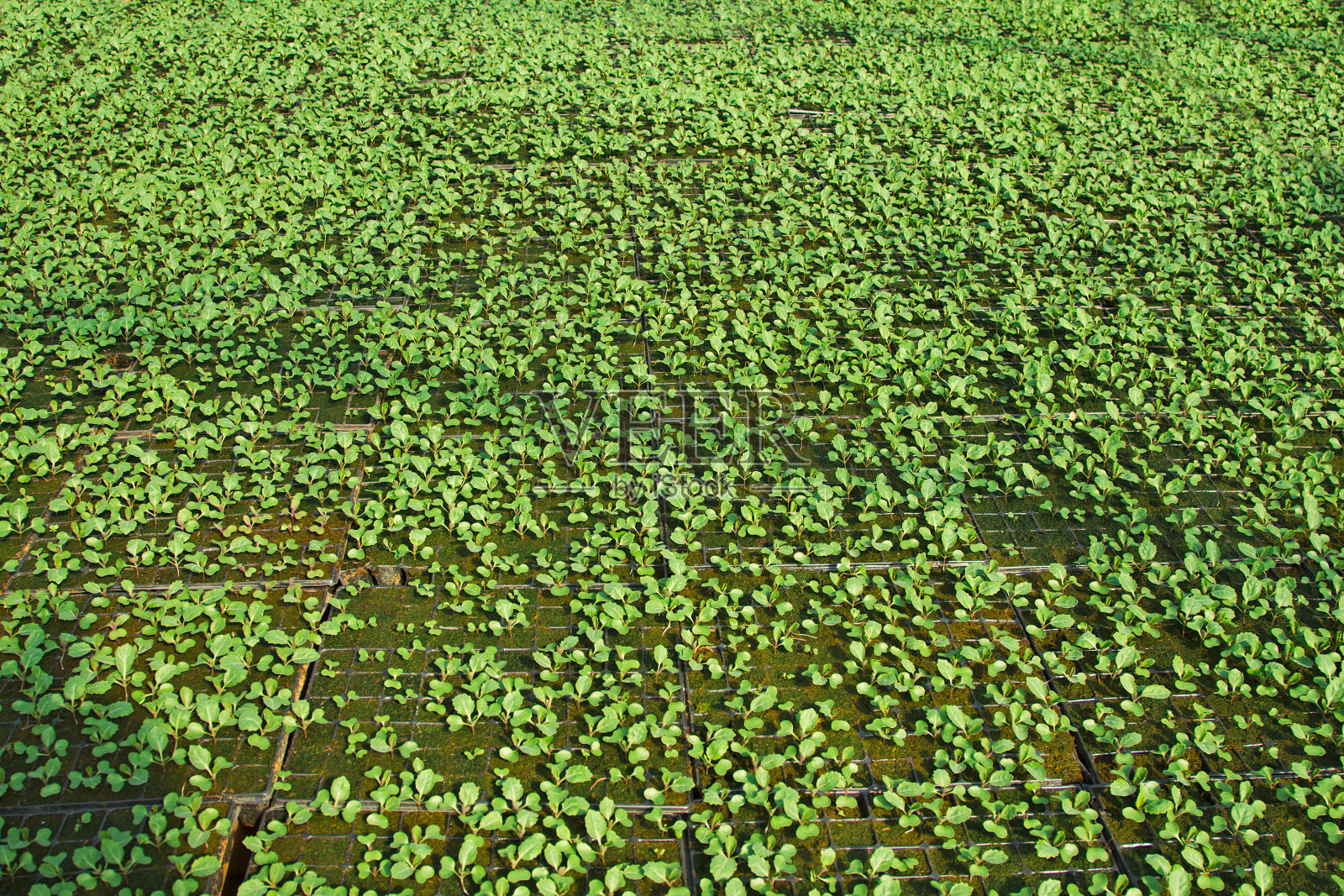 在温室里的花盆里生长的植物照片摄影图片