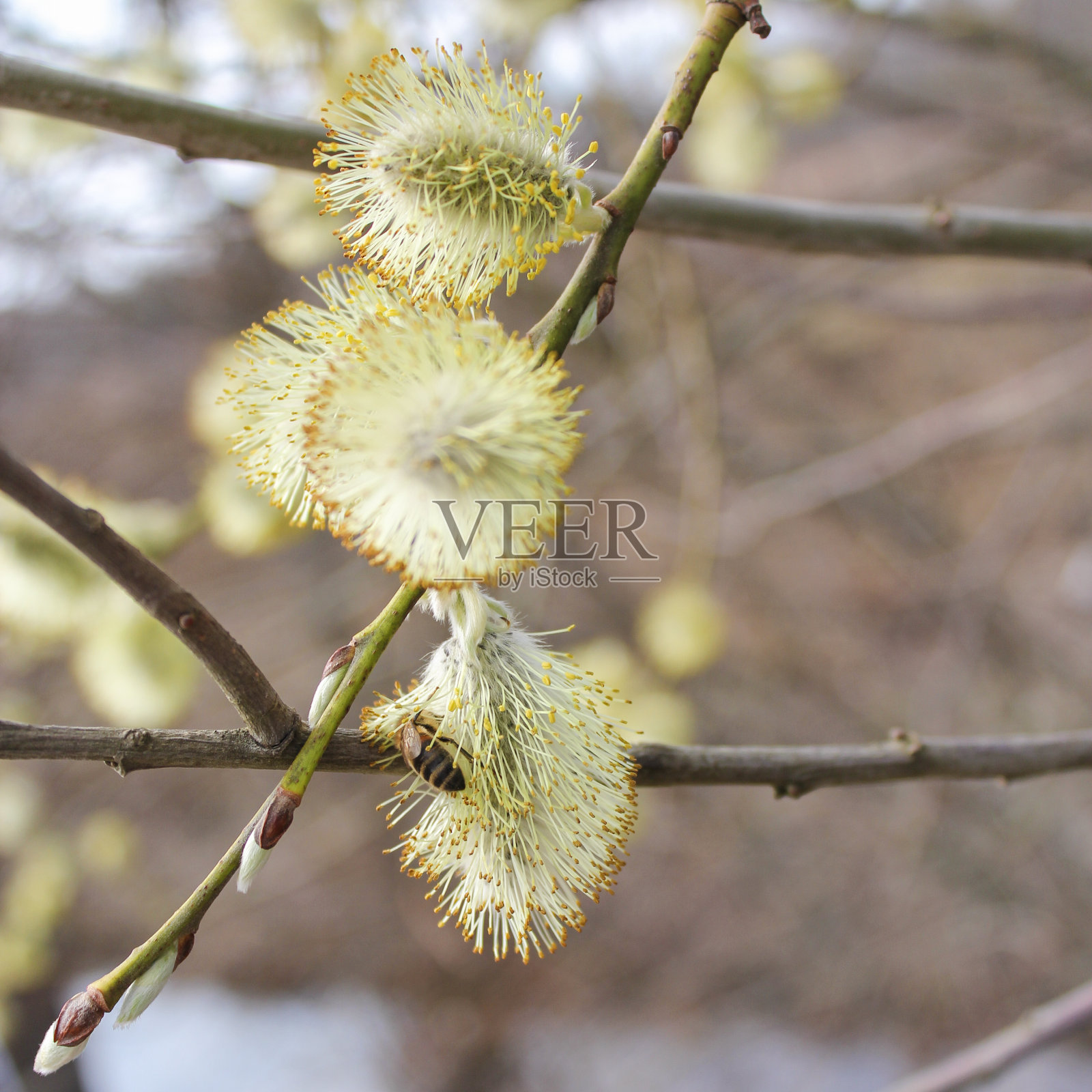 一只蜜蜂在松软的柳树上照片摄影图片