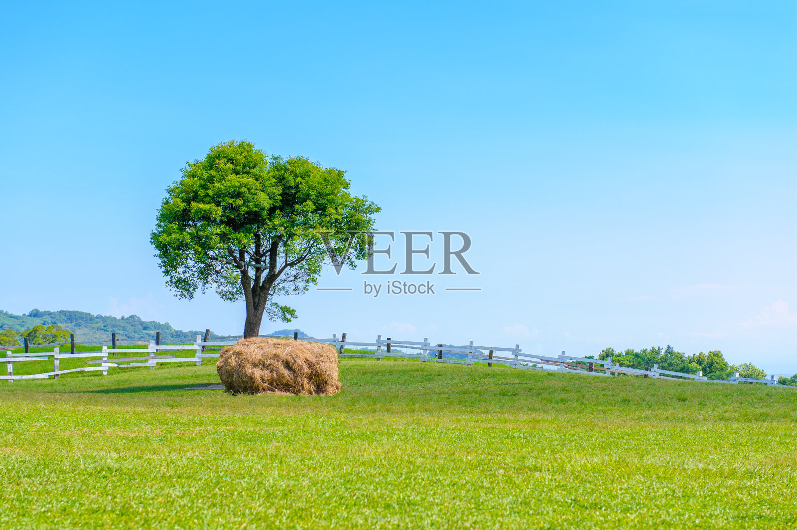 稻田照片摄影图片