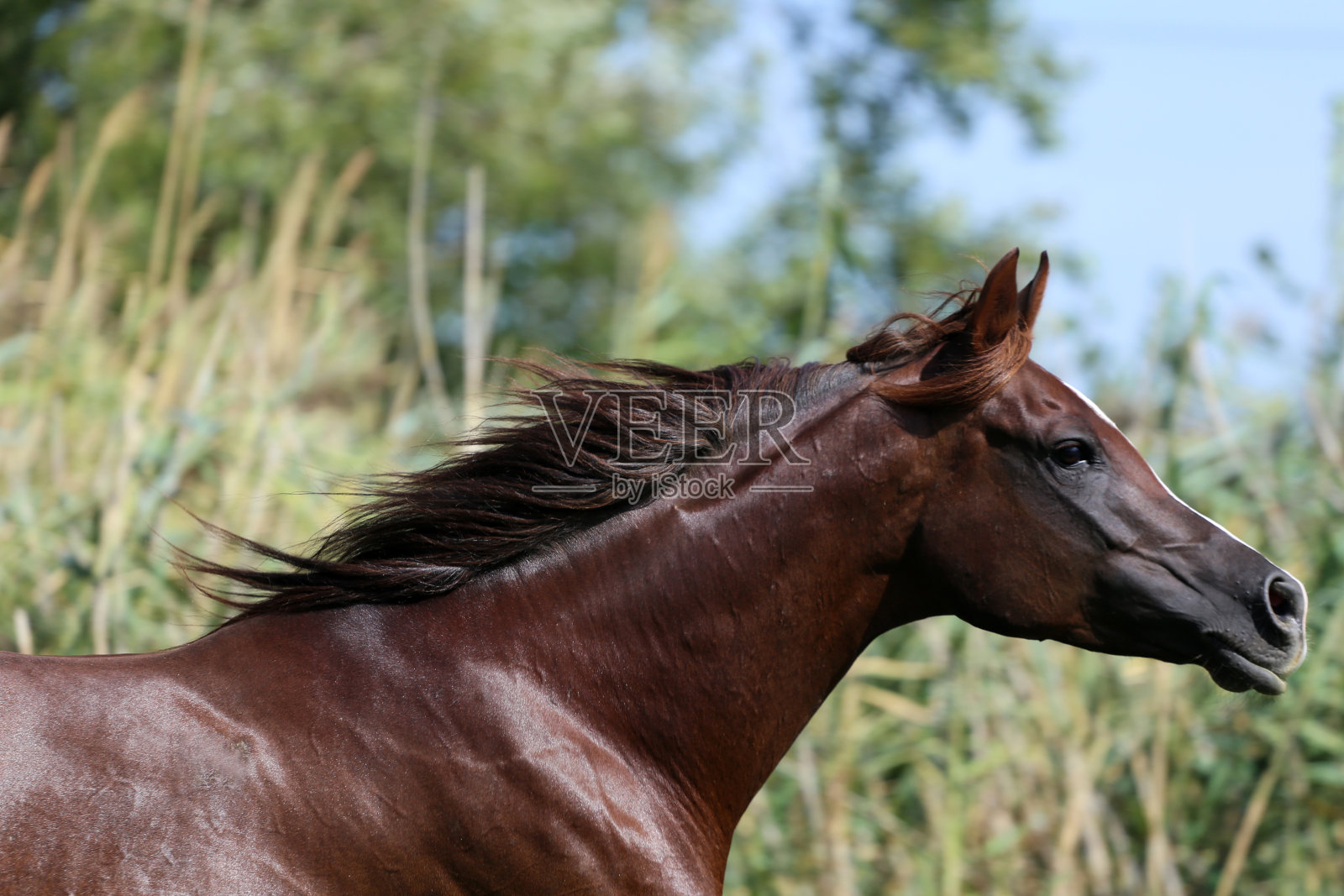 夏天在草地上奔驰的阿拉伯母马照片摄影图片